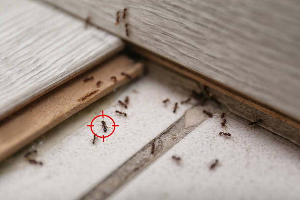 Best Local Pest Control Services  in San Francisco, CA