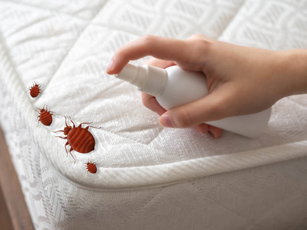 Best Pest Control Treatment  in San Francisco, CA