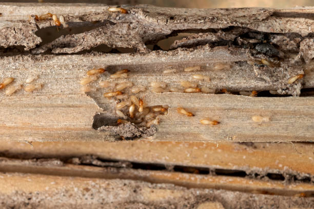 Best Emergency Pest Control  in San Francisco, CA